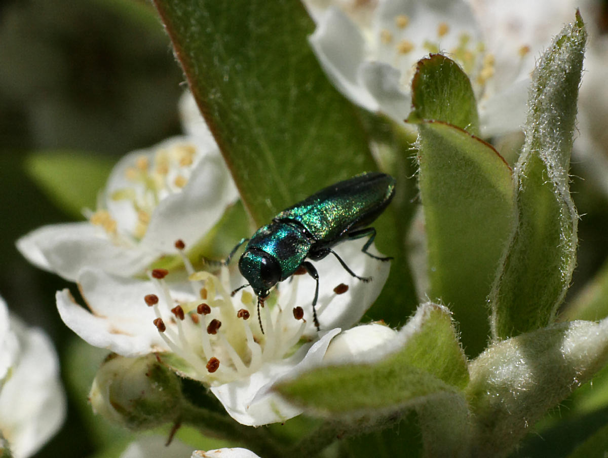 da identificare - Anthaxia cf. thalassophila thalassophila